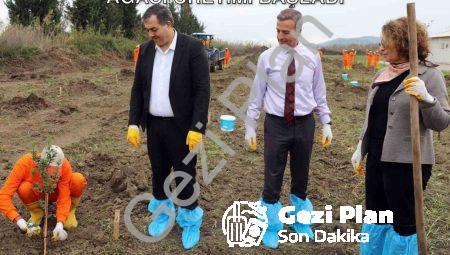 Dalaman Açık Cezaevi Arazisinde Sakız Ağacı Üretimi Başladı