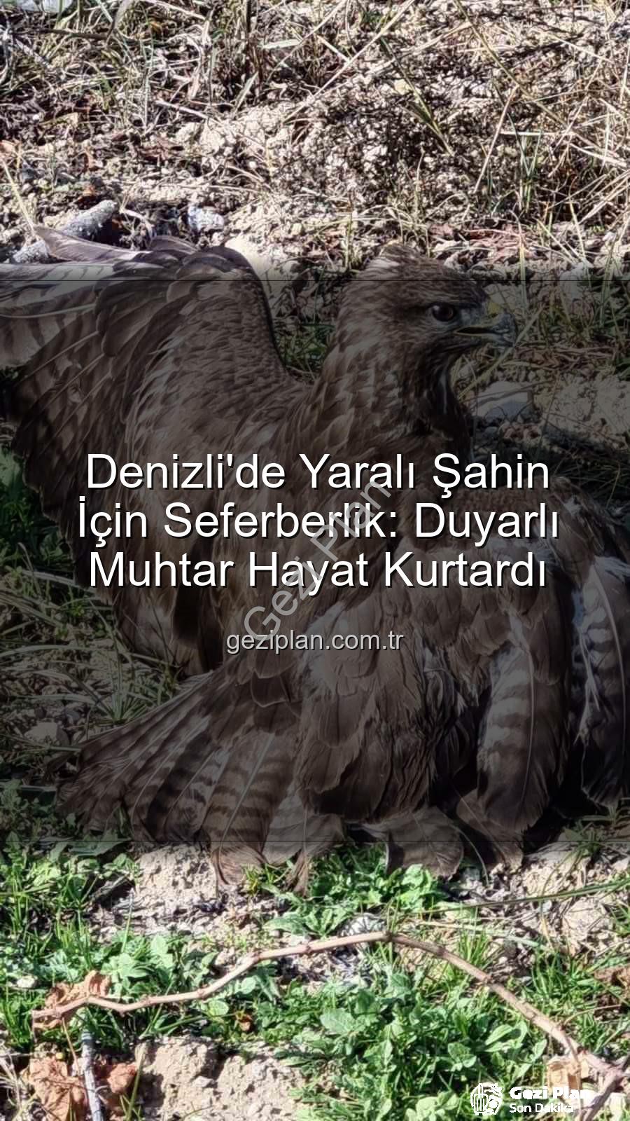 Denizli'de yaralı şahin - Denizli'de Yaralı Şahin İçin Seferberlik: Duyarlı Muhtar Hayat Kurtardı