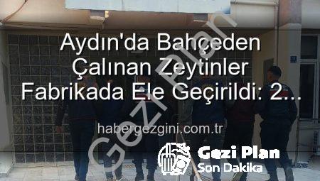 Aydın’da Zeytin Hırsızlığı: Bahçeden Fabrikaya Uzanan Zincir Kırıldı!