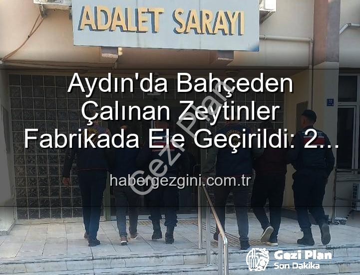 zeytin hırsızlığı - Aydın'da Zeytin Hırsızlığı: Bahçeden Fabrikaya Uzanan Zincir Kırıldı!