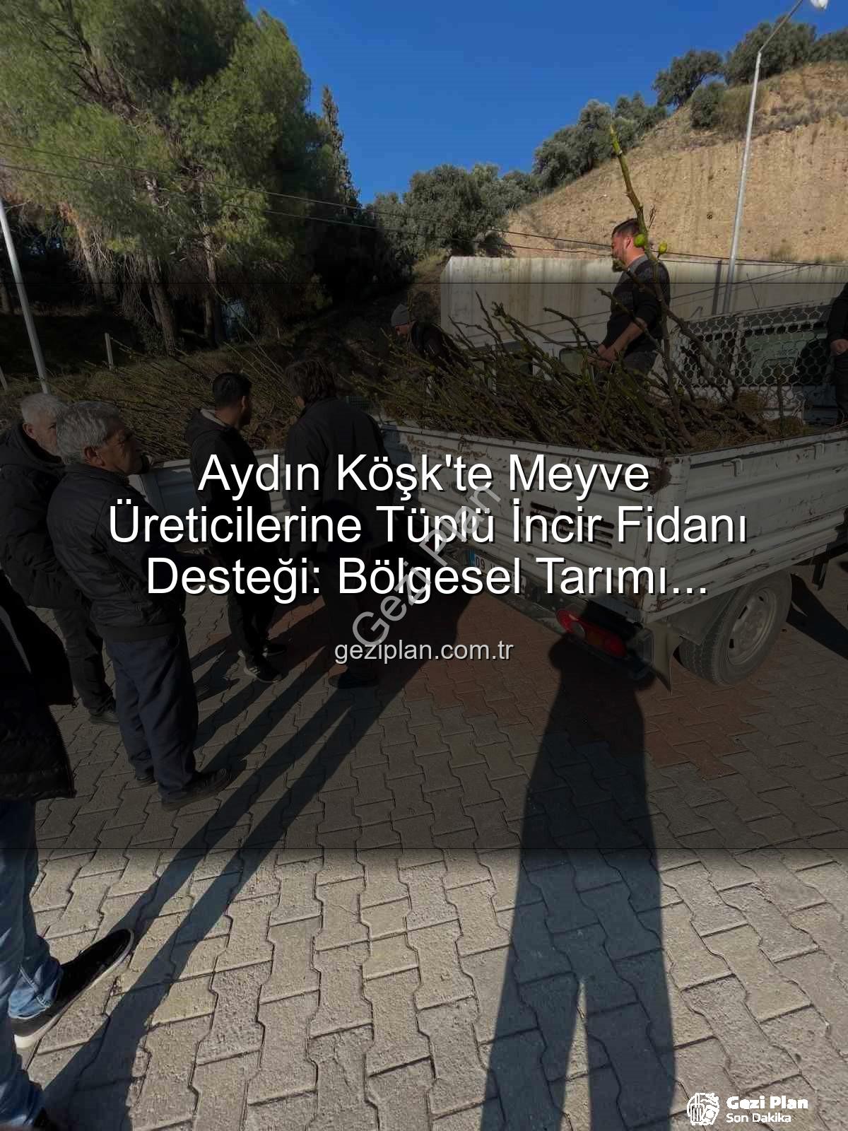 tüplü incir fidanı - Aydın Köşk'te Meyve Üreticilerine Tüplü İncir Fidanı Desteği: Bölgesel Tarımı Güçlendirme Hamlesi