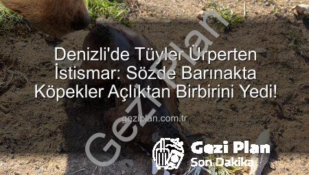 Denizli’de Tüyler Ürperten İstismar: Sözde Barınakta Köpekler Açlıktan Birbirini Yedi!