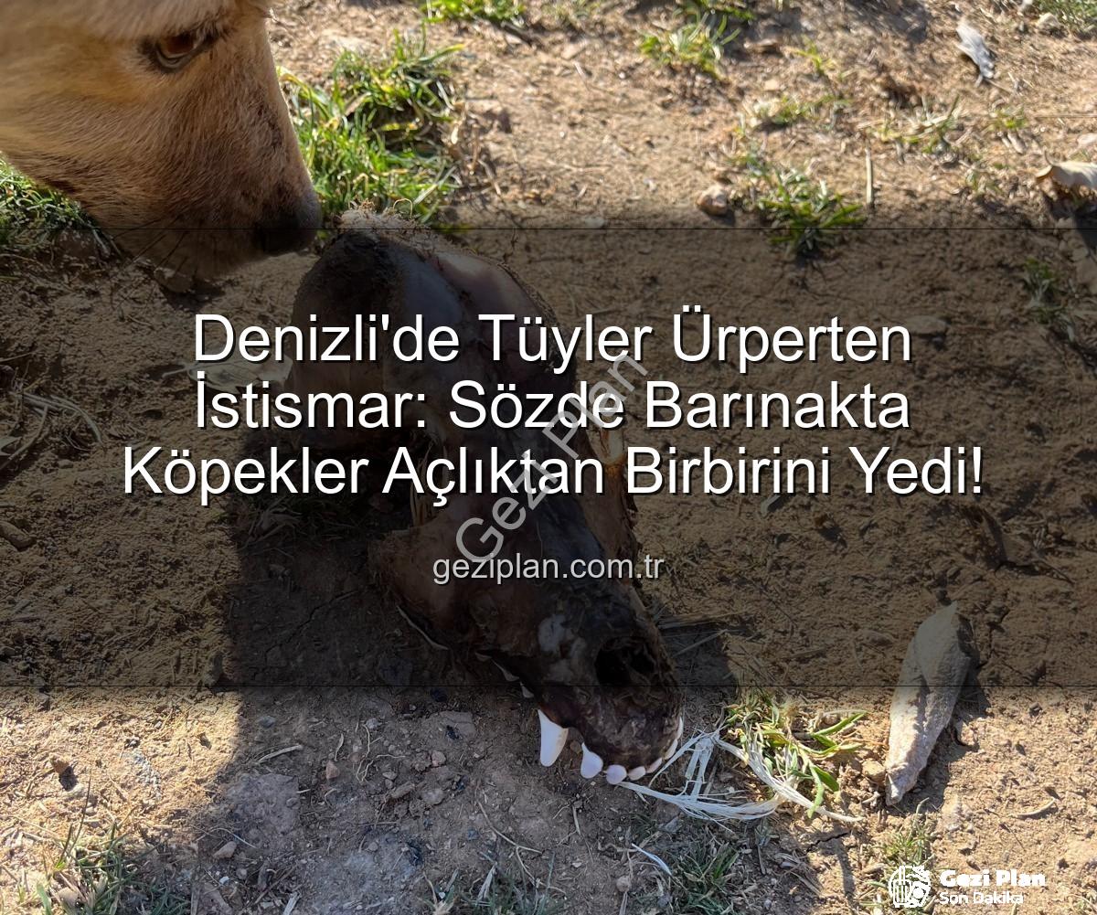 Denizli'de Tüyler Ürperten İstismar: Sözde Barınakta Köpekler Açlıktan Birbirini Yedi!