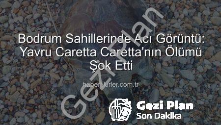 Bodrum Sahillerinde Acı Görüntü: Yavru Caretta Caretta Hayatını Kaybetti
