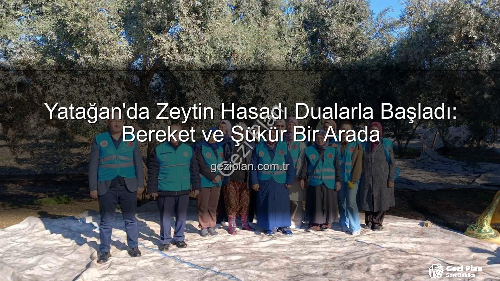 Yatağan zeytin hasadı - Yatağan'da Zeytin Hasadı Dualarla Başladı: Bereket ve Şükür Bir Arada
