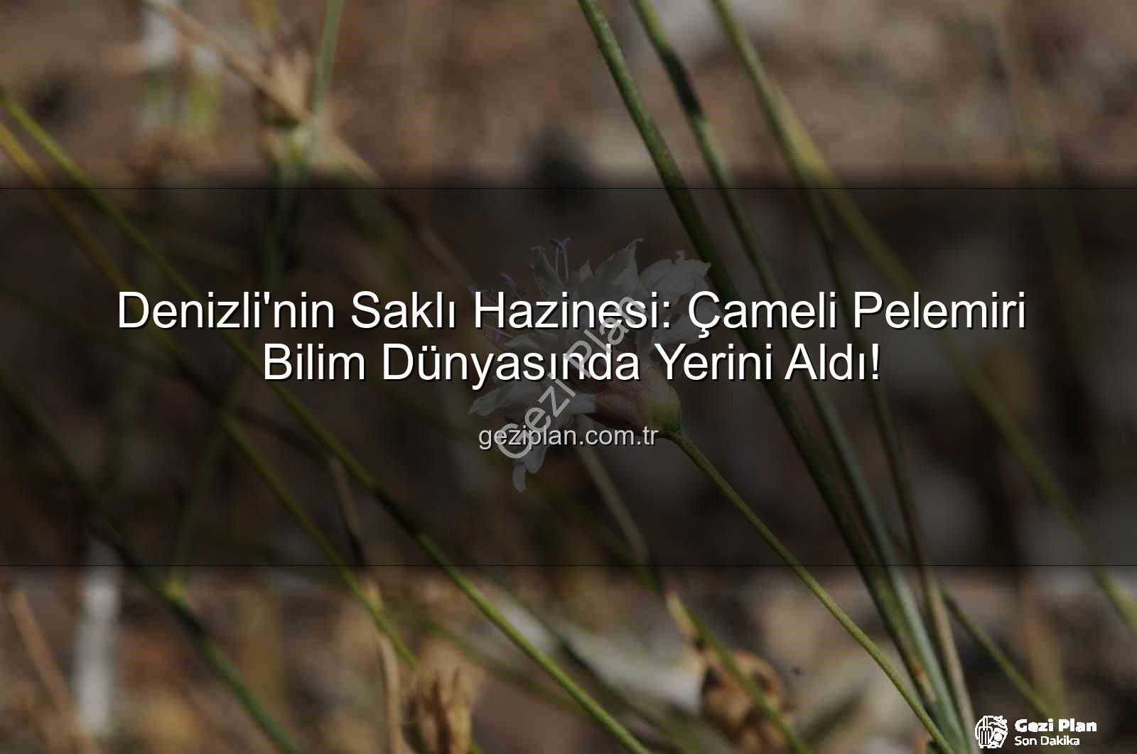 Çameli pelemiri - Denizli'nin Saklı Hazinesi: Çameli Pelemiri Bilim Dünyasında Yerini Aldı!