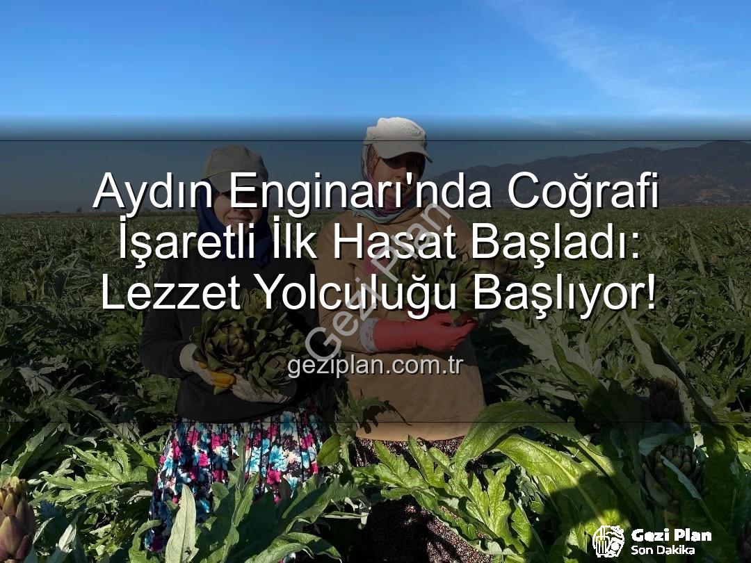 Aydın Enginarı - Aydın Enginarı'nda Coğrafi İşaretli İlk Hasat Başladı: Lezzet Yolculuğu Başlıyor!