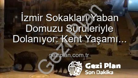 İzmir Sokakları Yaban Domuzu Sürüleriyle Dolanıyor: Kent Yaşamı Doğayla İç İçe mi Geçiyor?