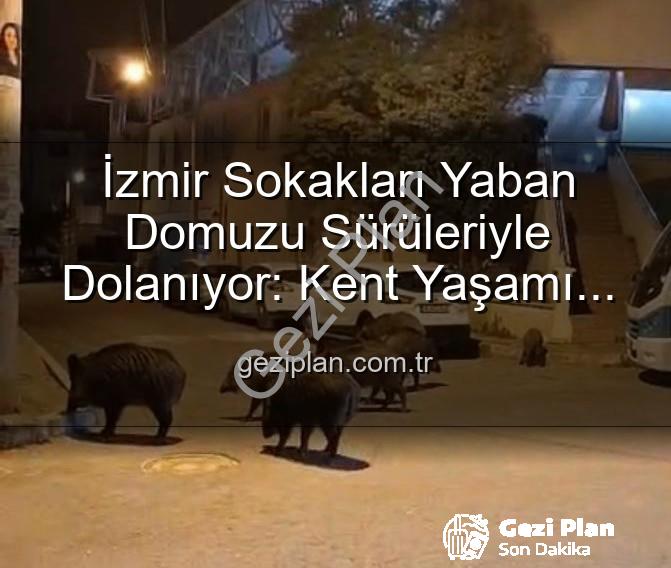 yaban domuzu izmir - İzmir Sokakları Yaban Domuzu Sürüleriyle Dolanıyor: Kent Yaşamı Doğayla İç İçe mi Geçiyor?